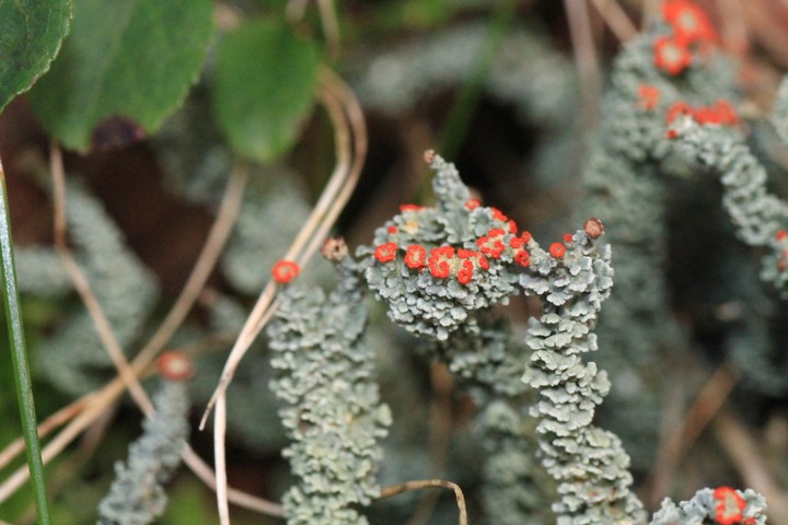 lichen