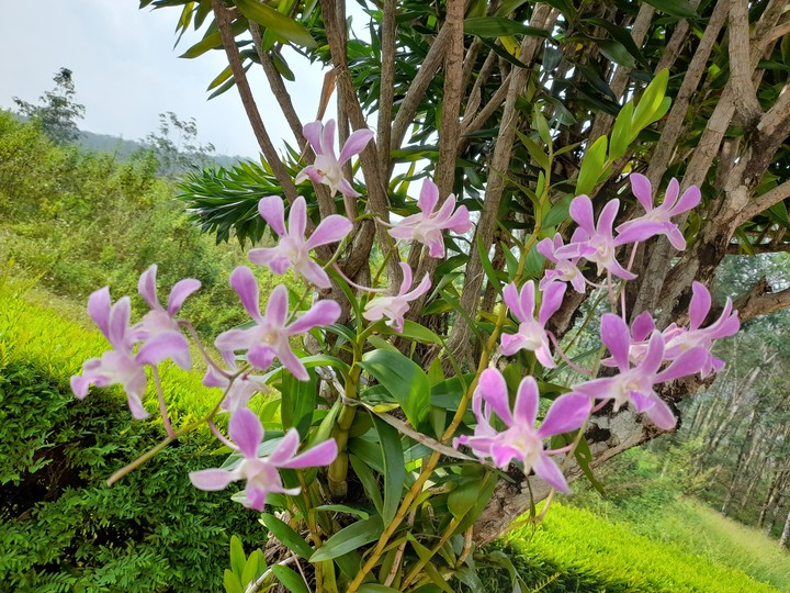 flowers