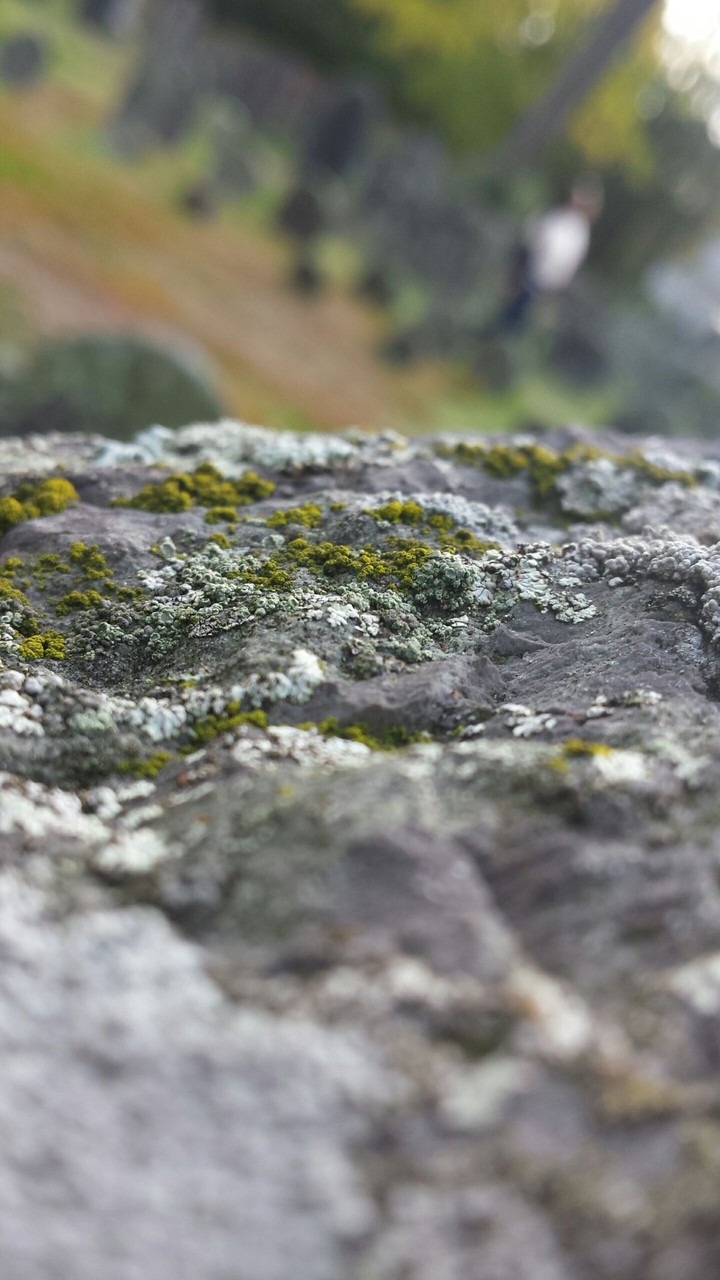 Moss
