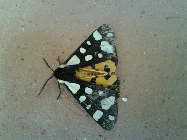 farfalla