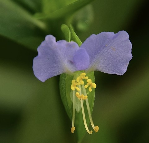 тапети pedicel, petal