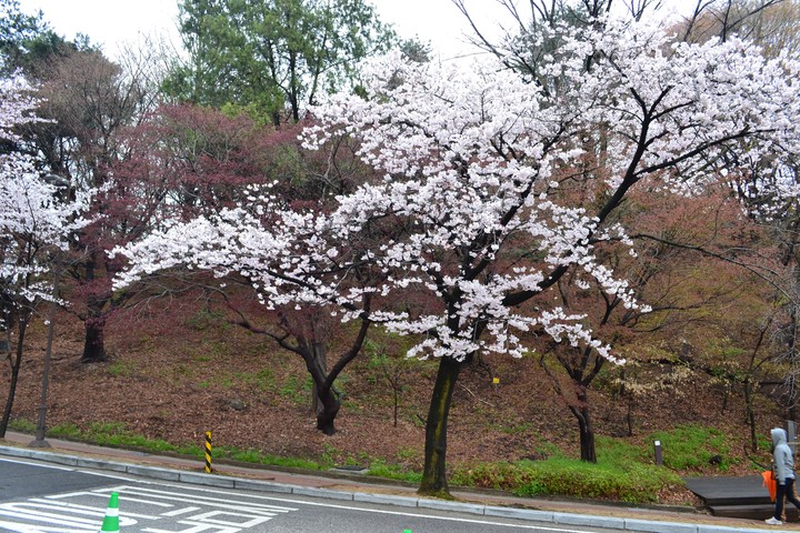 봄풍경이미지