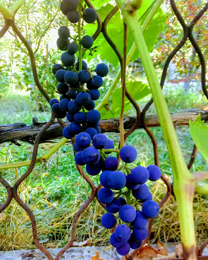 Grape