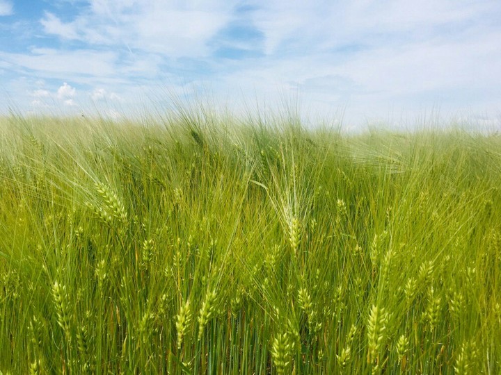 nature..