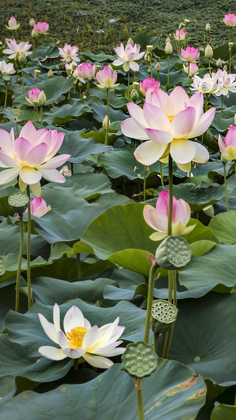sfondi flower, lotus