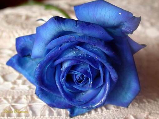 Rose ?
