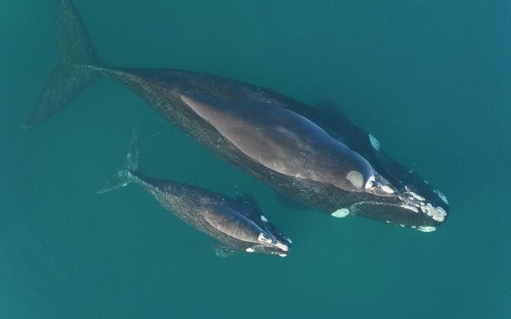 Mother Whale