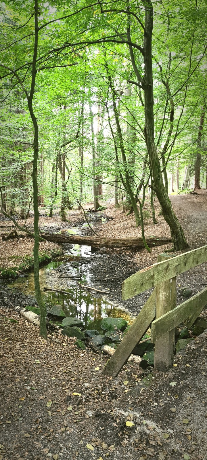 Bach im Wald