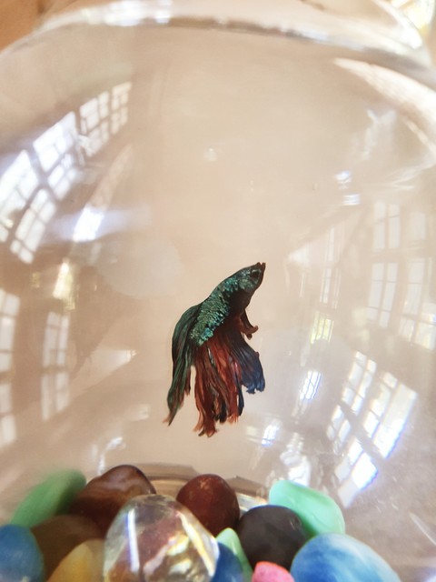 Fighter Fish, Karnataka