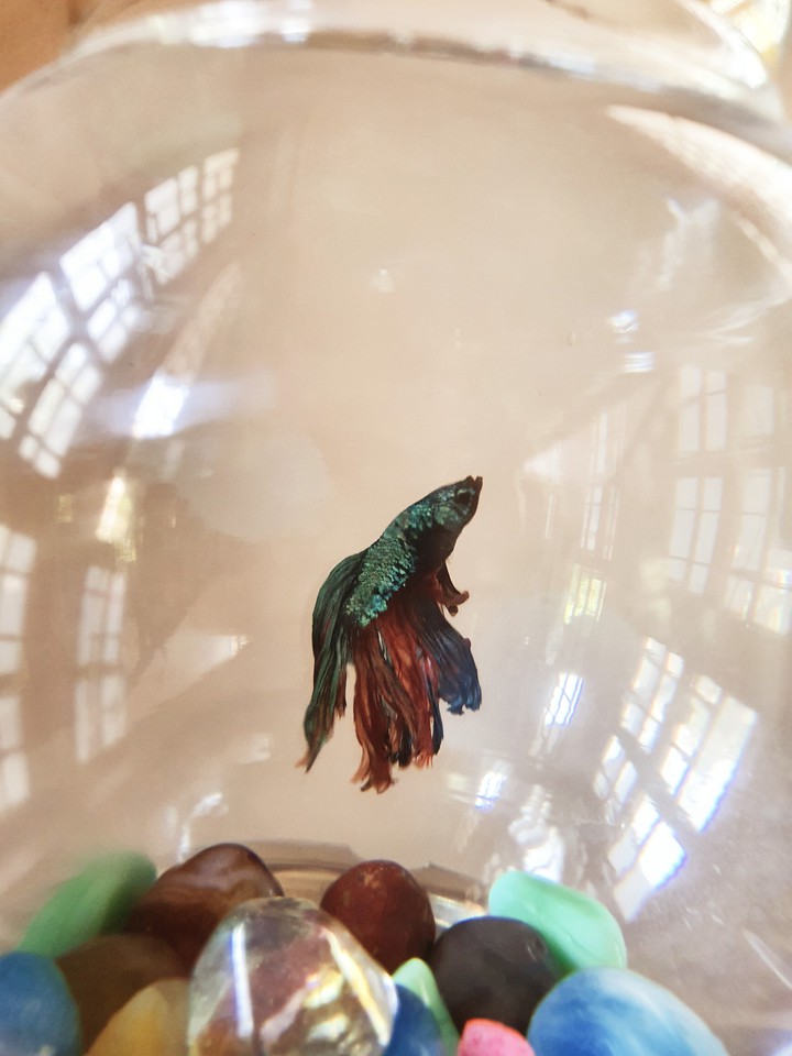 Fighter Fish,  Karnataka
