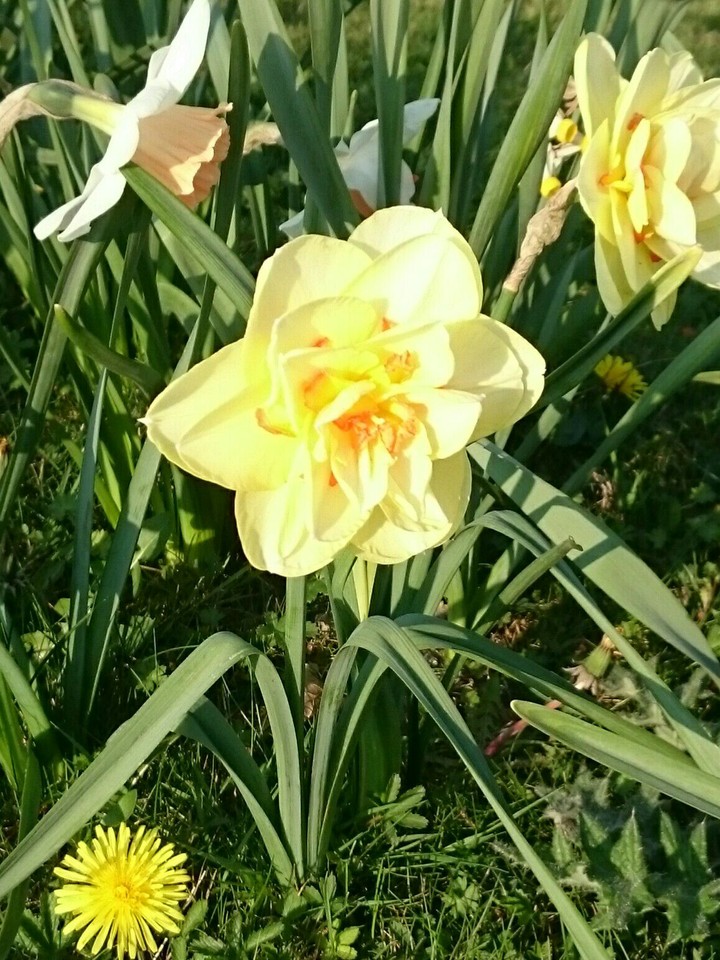 Fleur
