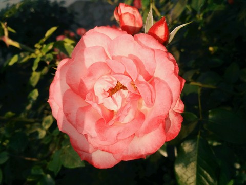 summer flowers