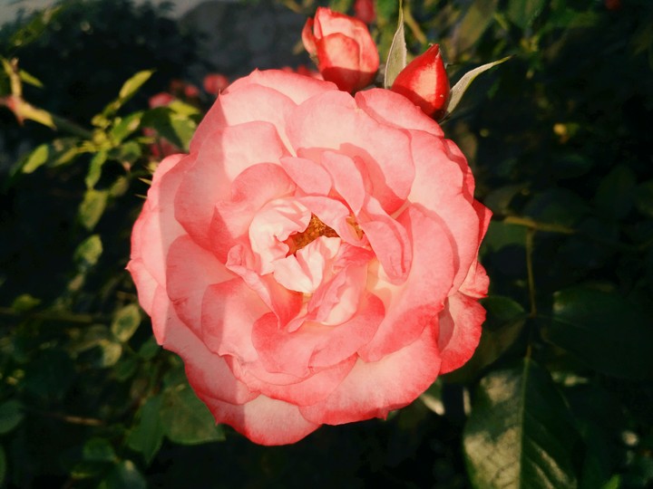 summer flowers