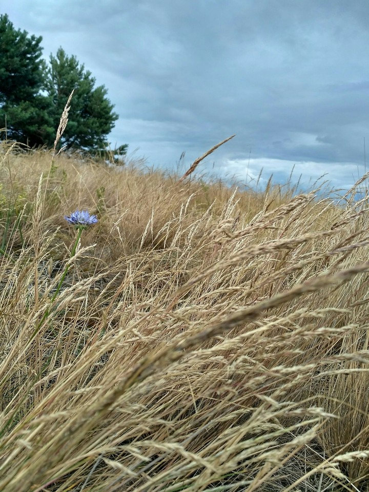Cereals (no filters)