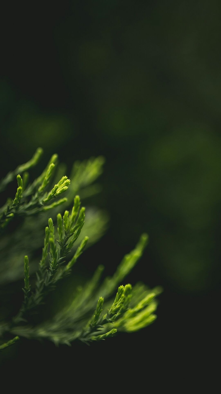 Tree branch