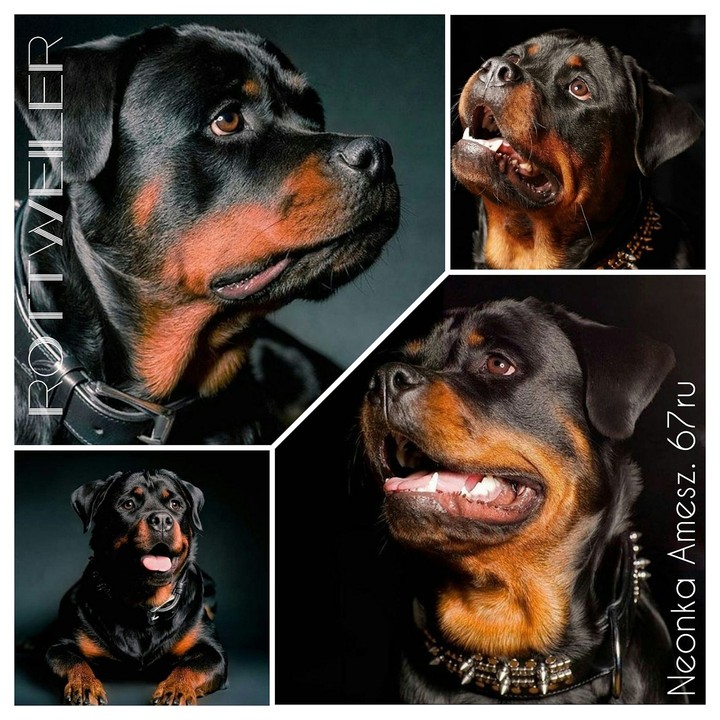rottveiler