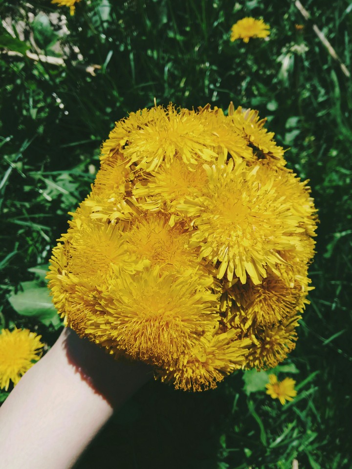 yellow flowers