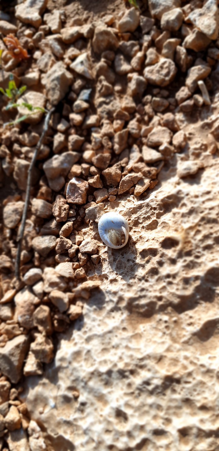snail ?