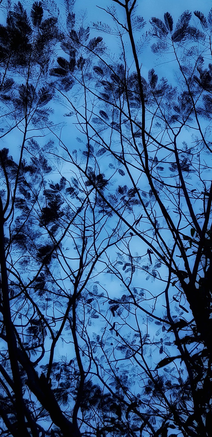 deepwoods