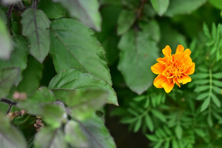 Genda