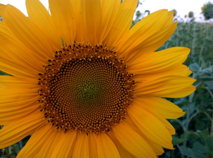 Sunflower 