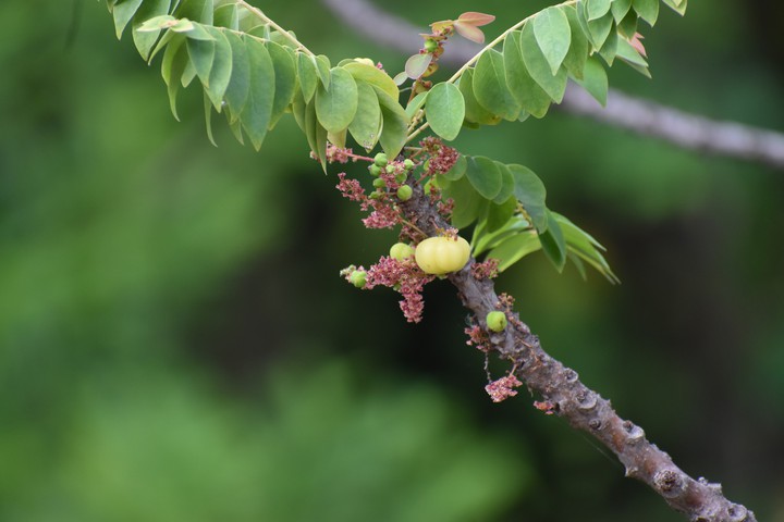 gooseberry
