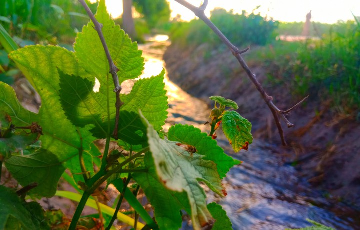 Stream