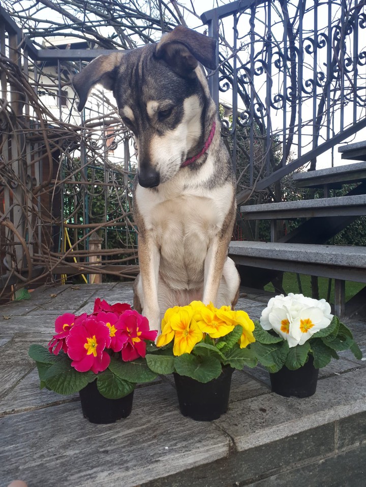 koa e le primule
