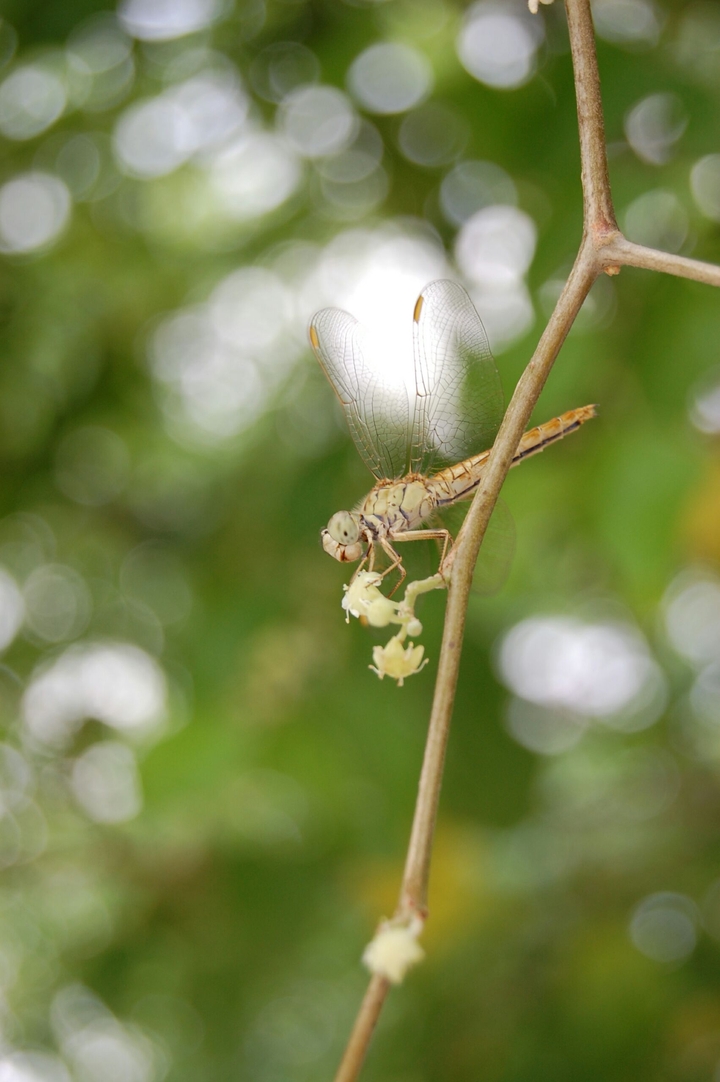 Insect in green