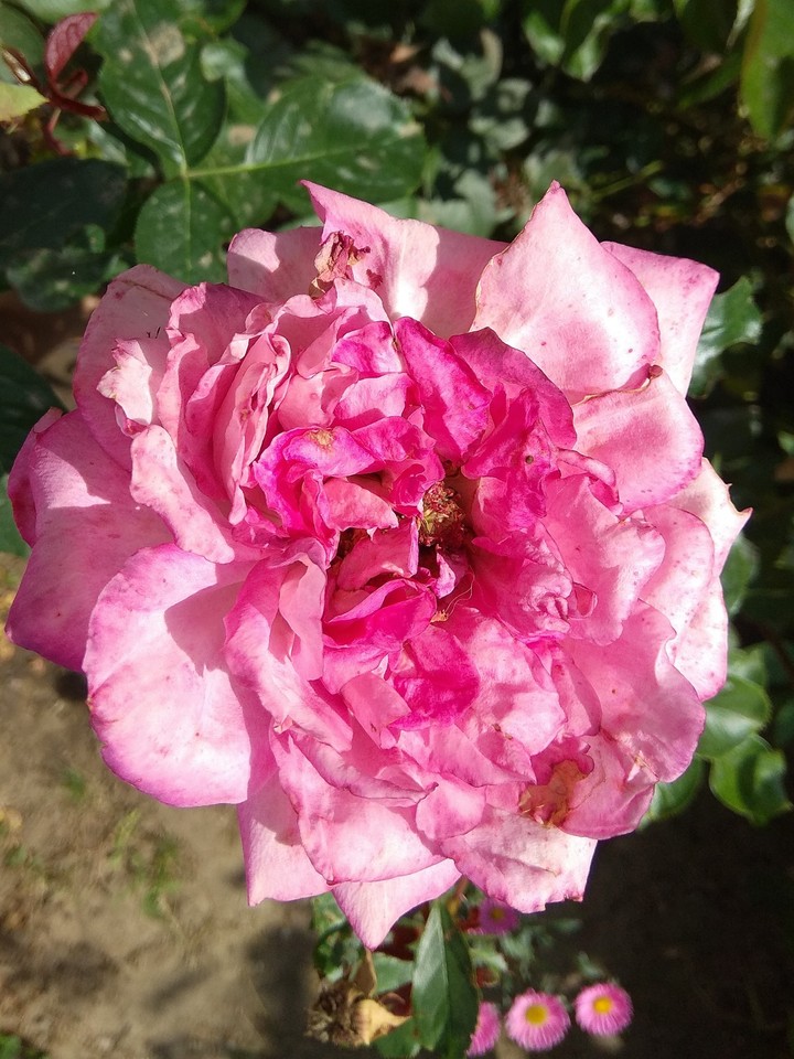 Perfect Rose