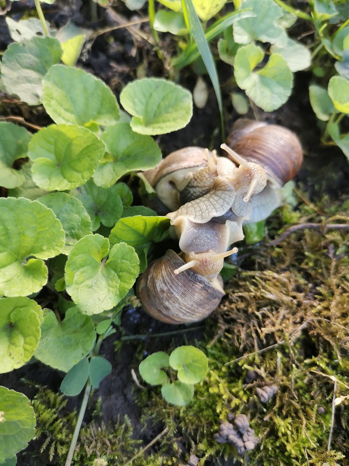 snail