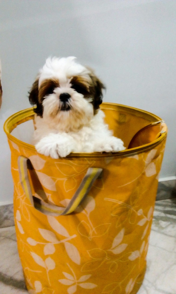shih Tzu pup