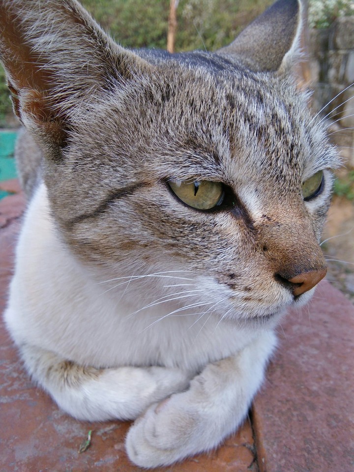 lovable eyes