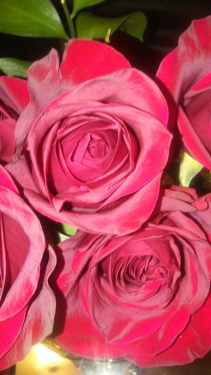 I love fresh red roses