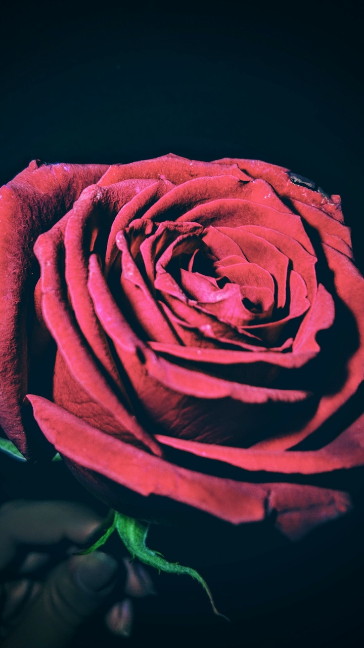 rose