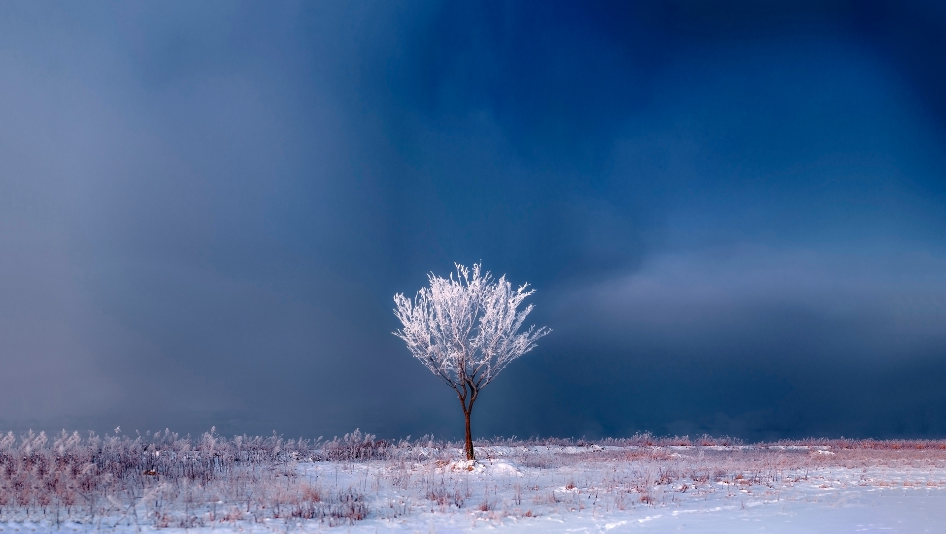 White Tree