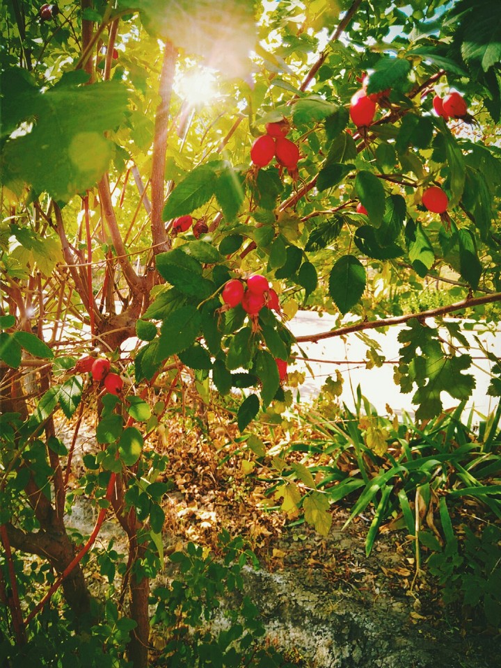 Rosehip berries