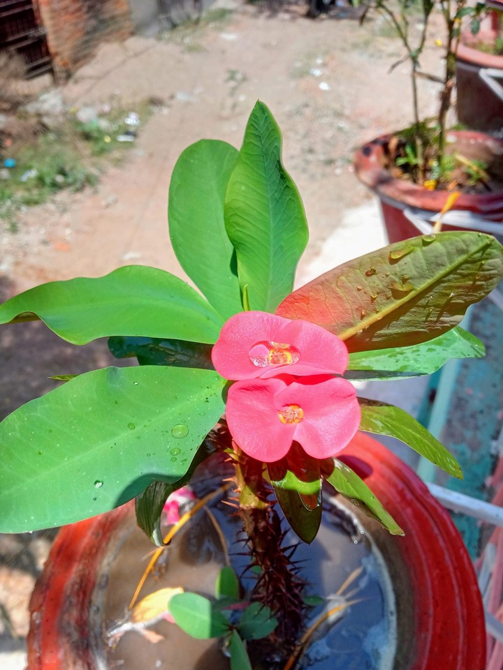 Pink Flower