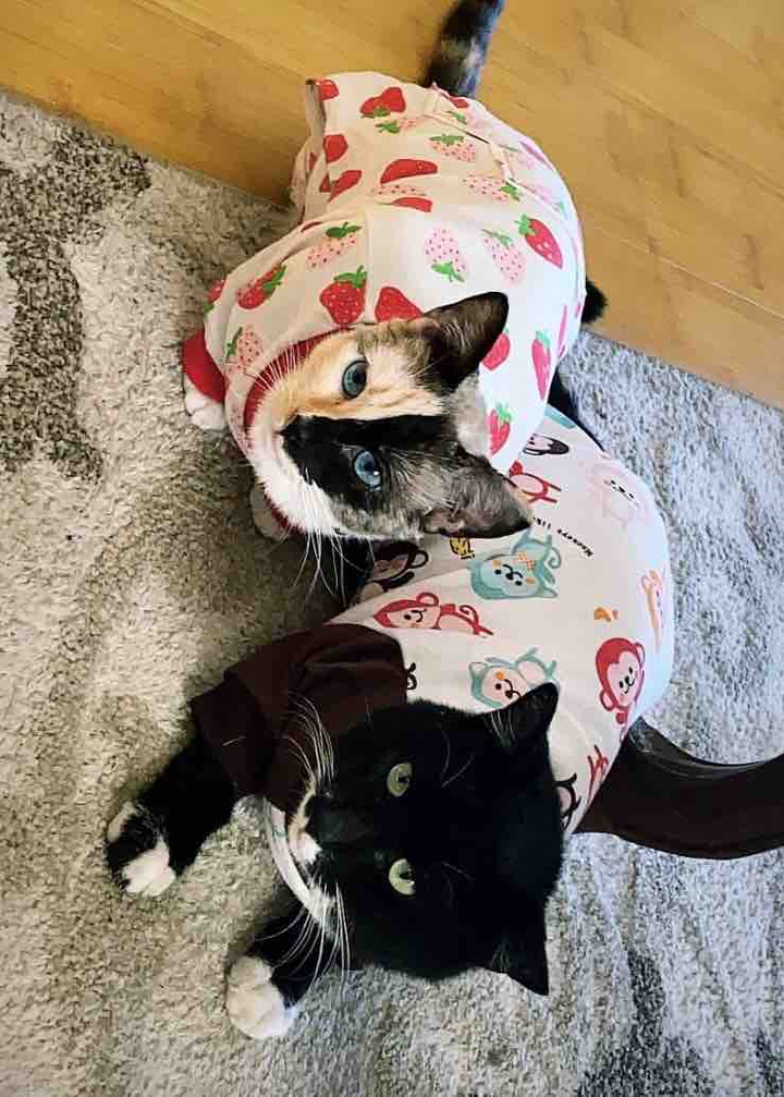 Cats