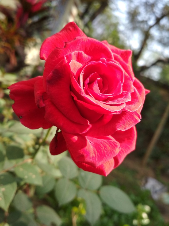 Red Rose