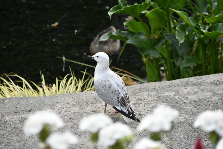 Waiting for companion