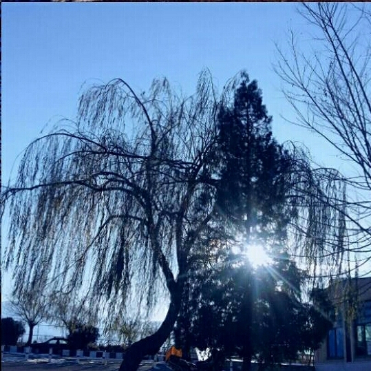 tree