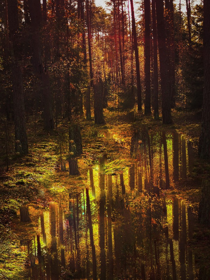 Forest