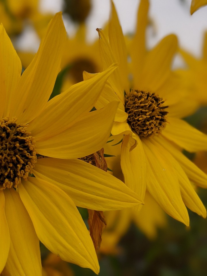Autumn Sunflower