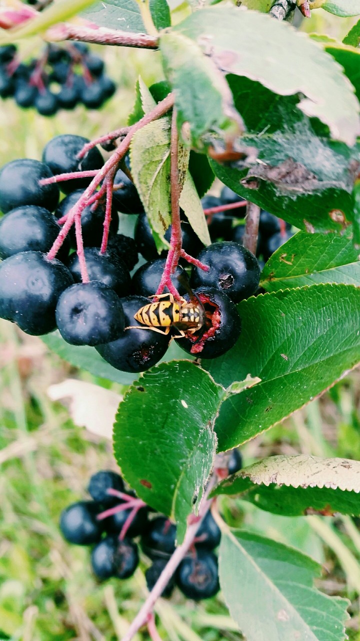 vespidae
