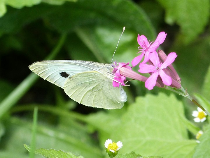 Schmetterling