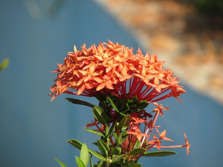 land plant