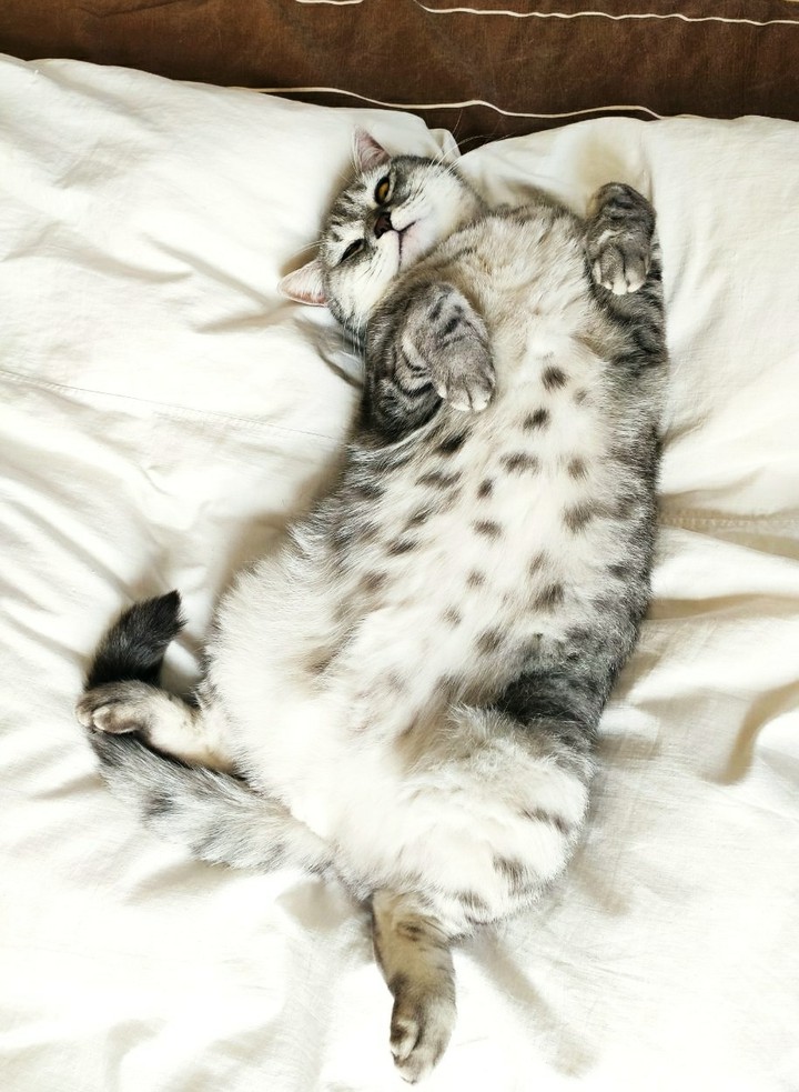 relaxed pussycat