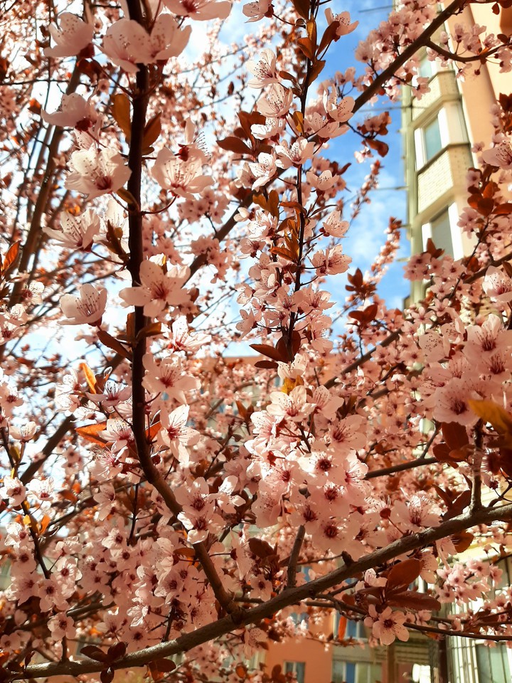 spring
