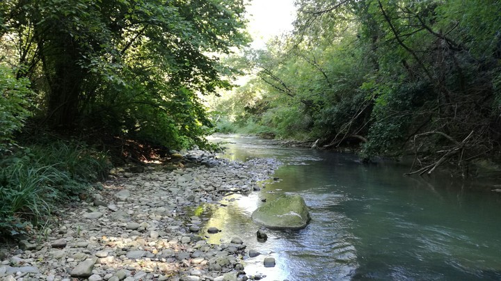foresta